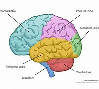 Image result for 12 Parts of the Brain