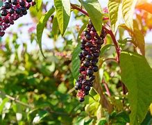 Image result for Poke Berry Plants