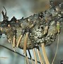 Image result for Douglas Fir Tussock Moth