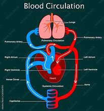 Image result for Circulatory System Blood Flow Diagram