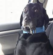 Image result for Black Lab Dog Memes