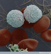 Image result for Blood Stem Cells