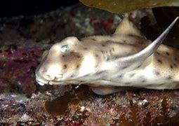 Image result for Horn Shark