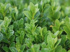 Image result for Common Boxwood Pictures