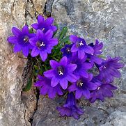 Image result for Rare Wild Flowers