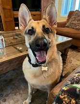 Image result for Funniest German Shepherds