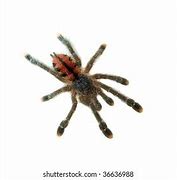 Image result for Avicularia Metallica