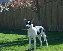 Image result for Baby Fox Terrier