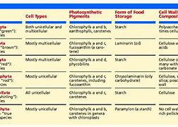 Image result for Algae Biology