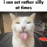 Image result for Cat Smiling Meme Silly