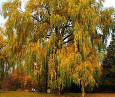 Image result for Willow Tree Fall