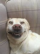 Image result for Big Goofy Dog