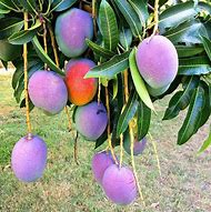 Image result for Purple Mango