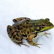 Image result for Real Frog