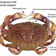 Image result for Crab Oreganata