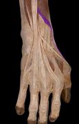 Image result for Extensor Pollicis Brevis Muscle Movements