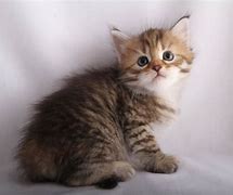 Image result for Brown Mackerel Tabby Kitten