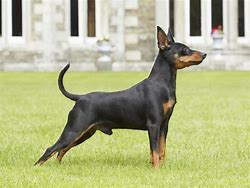 Image result for Miniature Pinscher