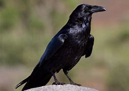 Image result for Pictures of Raven the Bird