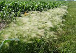 Image result for Foxtail Barley