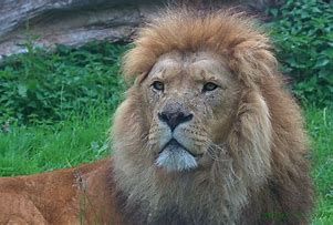 Image result for Lion in Zoo Flickr