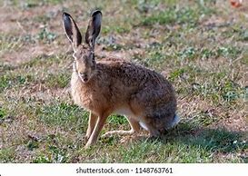 Image result for Hare Open Mouth