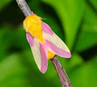 Image result for Pretty Moth Species