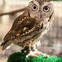 Image result for Owl Zoo