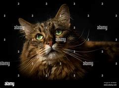 Image result for Munchkin Cat Gray Tabby