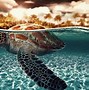 Image result for Sea Turtle Babies