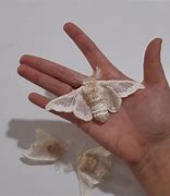 Image result for Silk Moth