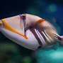 Image result for Coral Reef Fish