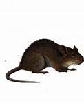 Image result for Dnd Rat Man PNG