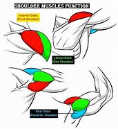 Image result for Shoulder Muscle Groups