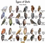 Image result for White Owl Animal