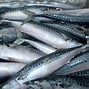 Image result for Norway Mackerel