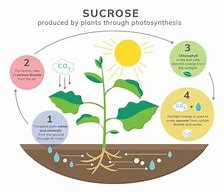 Image result for Aquatic Plant Photosynthesis