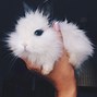 Image result for Baby Girl Fluffy Bunnies