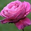 Image result for Pink Flowar