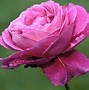 Image result for Rare Floewer Pink