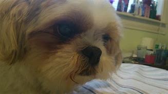 Image result for Kenji Dog Breed