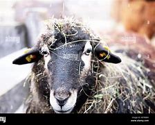 Image result for Dirty Sheep