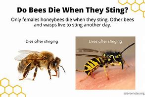 Image result for Bee Dies