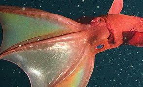 Image result for Vampire Squid Red Eyes