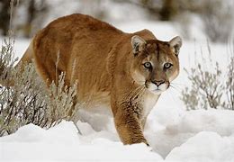 Image result for North American Mammals List