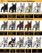 Image result for French Bulldog Puppy Chart