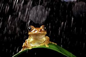 Image result for Rainm Frog