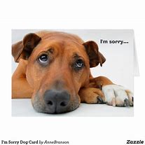 Image result for Sorry Dog Face