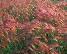 Image result for Foxtail Barley