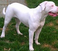 Image result for Scott American Bulldog Puppies